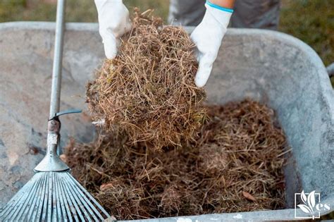 Composting grass clippings. Things To Know About Composting grass clippings. 
